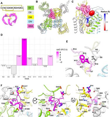 Molecular determinants of μ-conotoxin KIIIA interaction with the human voltage-gated sodium channel NaV1.7